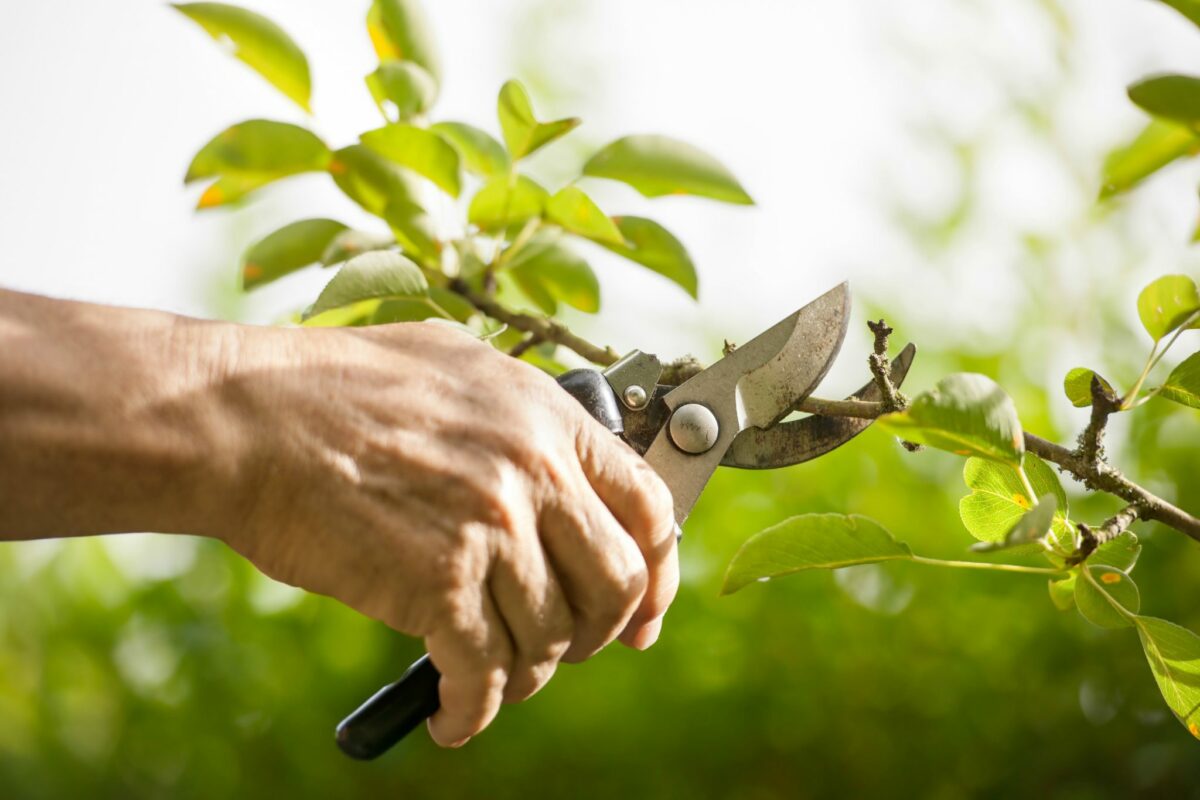 local tree pruning services